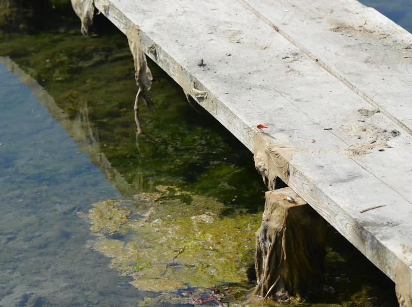 Crocothemis erythraea alla Piallassa Piomboni 2